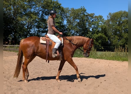 Trakehner, Stute, 6 Jahre, 167 cm, Fuchs