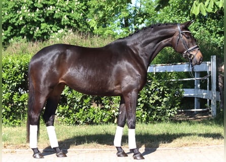 Trakehner, Stute, 6 Jahre, 168 cm, Dunkelbrauner