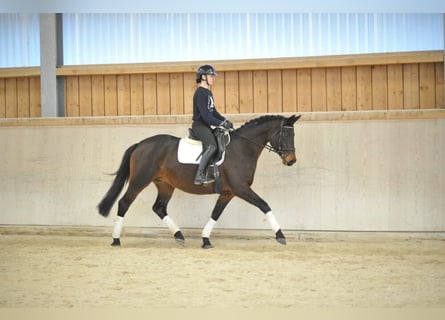 Trakehner, Stute, 7 Jahre, 164 cm, Brauner