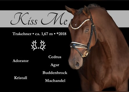 Trakehner, Stute, 7 Jahre, 167 cm, Dunkelbrauner