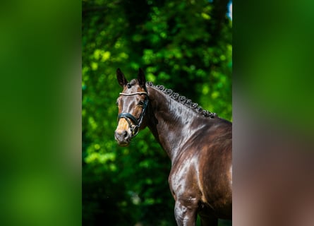 Trakehner, Stute, 7 Jahre, 168 cm, Brauner