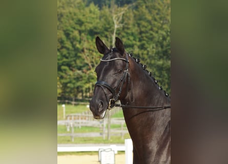 Trakehner, Stute, 7 Jahre, 169 cm, Dunkelbrauner