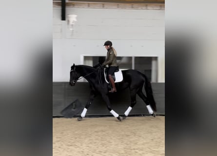 Trakehner, Stute, 7 Jahre, 170 cm, Rappe