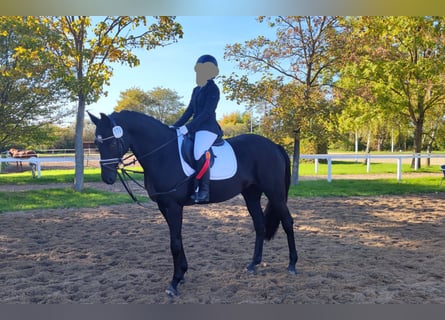 Trakehner, Stute, 8 Jahre, 166 cm, Rappe