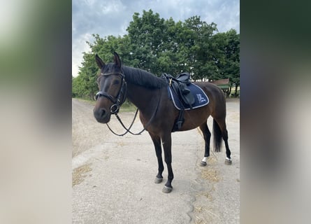 Trakehner, Stute, 8 Jahre, 168 cm, Dunkelbrauner