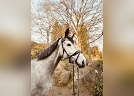 Trakehner, Stute, 8 Jahre, 175 cm, Schimmel
