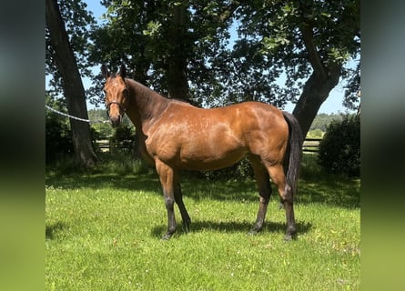 Trakehner, Stute, 9 Jahre, 166 cm, Brauner