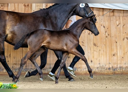 Trakehner, Stute, Fohlen (06/2024), 168 cm, Schwarzbrauner