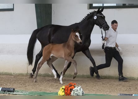 Trakehner, Stute, , 170 cm, Brauner