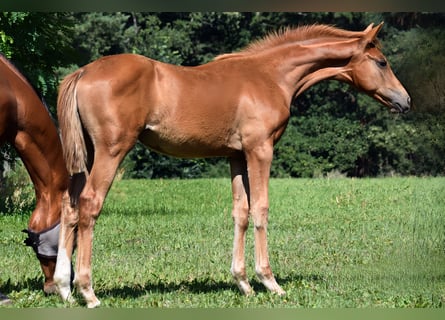 Trakehner, Stute, Fohlen (04/2025), 172 cm, Fuchs