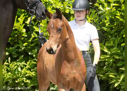 Trakehner, Stute, , Brauner