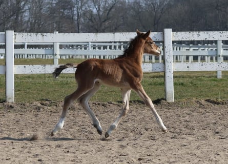 Trakehner, Stute, , Brauner
