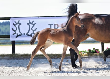 Trakehner, Stute, Fohlen (06/2026), Dunkelbrauner