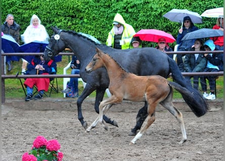 Trakehner, Stute, , Dunkelbrauner