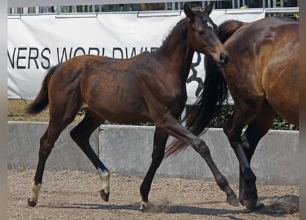 Trakehner, Stute, Fohlen (03/2026), Dunkelbrauner