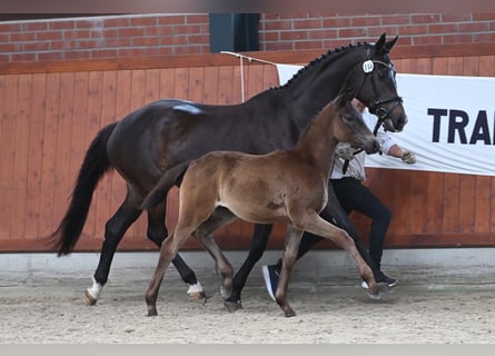 Trakehner, Stute, Fohlen (03/2025), Dunkelbrauner