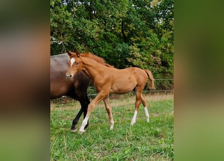 Trakehner, Stute, Fohlen (06/2026), Fuchs