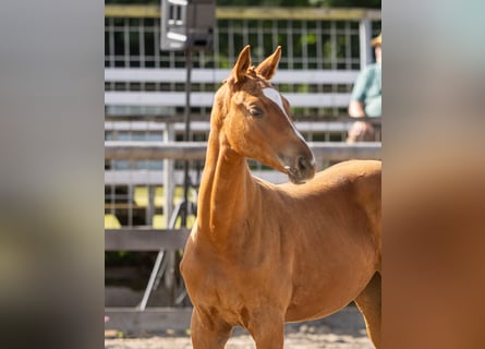 Trakehner, Stute, Fohlen (04/2026), Kann Schimmel werden