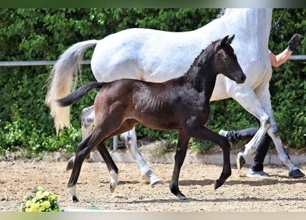 Trakehner, Stute, Fohlen (04/2026), Kann Schimmel werden