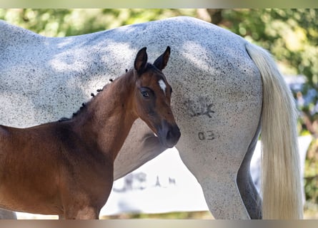 Trakehner, Stute, Fohlen (06/2026), Kann Schimmel werden
