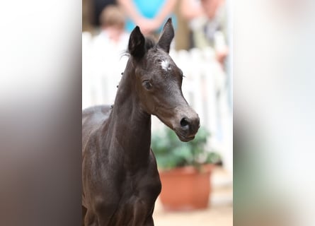 Trakehner, Stute, Fohlen (06/2024), Rappe