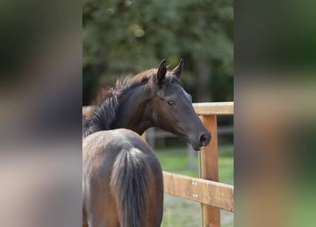 Trakehner, Stute, Fohlen (05/2026), Schwarzbrauner