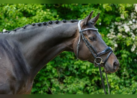 Trakehner, Wallach, 10 Jahre, 160 cm, Dunkelbrauner