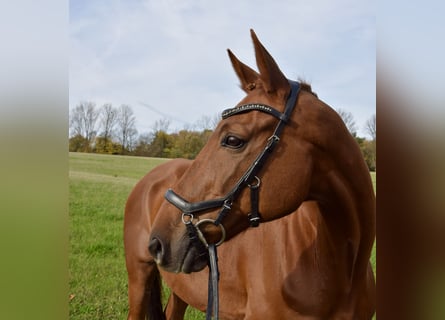 Trakehner, Wallach, 10 Jahre, 165 cm, Fuchs