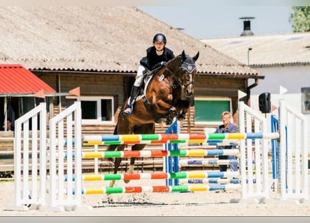 Trakehner, Wallach, 10 Jahre, 168 cm, Dunkelfuchs