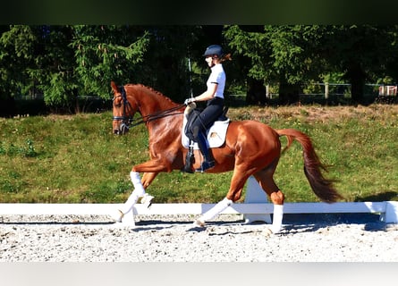 Trakehner, Wallach, 10 Jahre, 170 cm, Fuchs
