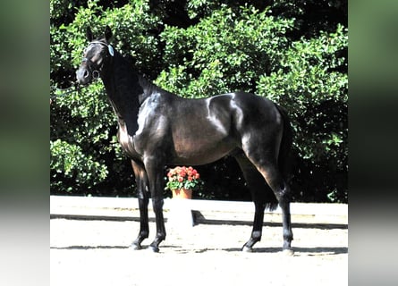 Trakehner, Wallach, 11 Jahre, 168 cm, Dunkelbrauner