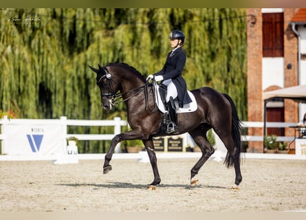 Trakehner, Wallach, 11 Jahre, 168 cm, Rappe