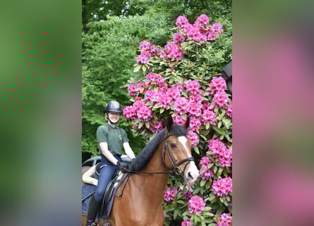 Trakehner, Wallach, 12 Jahre, 166 cm, Brauner