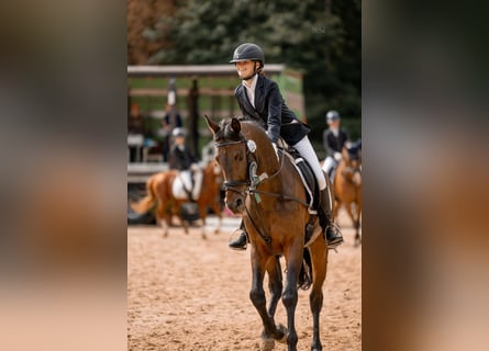 Trakehner, Wallach, 12 Jahre, 167 cm, Brauner