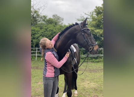 Trakehner, Wallach, 12 Jahre, 167 cm, Schwarzbrauner