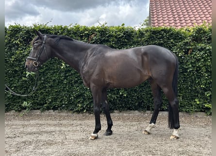 Trakehner, Wallach, 12 Jahre, 167 cm, Schwarzbrauner