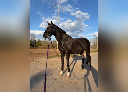 Trakehner, Wallach, 14 Jahre, 165 cm, Rappe
