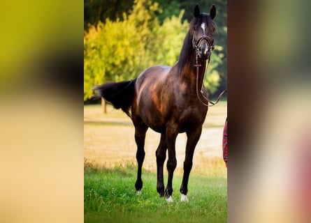 Trakehner, Wallach, 15 Jahre, 168 cm, Schwarzbrauner