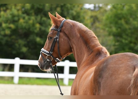 Trakehner, Wallach, 15 Jahre, 170 cm, Dunkelfuchs