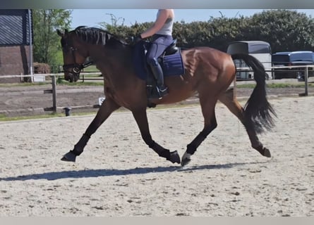 Trakehner, Wallach, 16 Jahre, 175 cm, Brauner