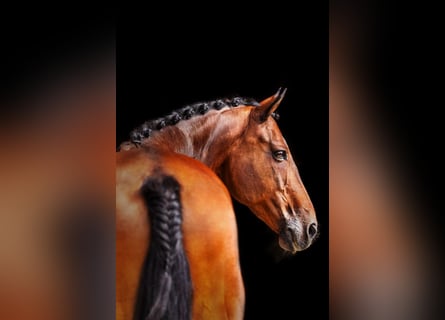 Trakehner, Wallach, 22 Jahre, 168 cm, Brauner