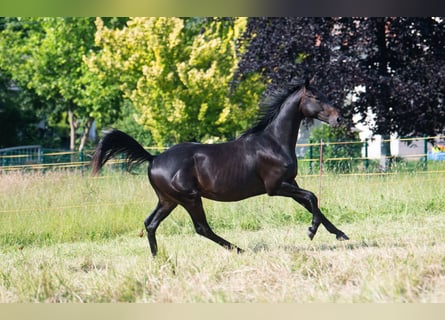 Trakehner, Wallach, 2 Jahre, 160 cm, Schwarzbrauner