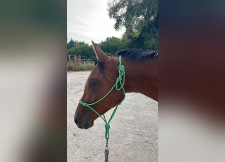 Trakehner, Wallach, 2 Jahre, 163 cm, Brauner