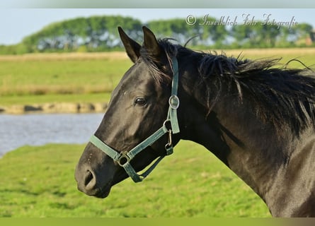 Trakehner, Wallach, 2 Jahre, 165 cm, Rappe