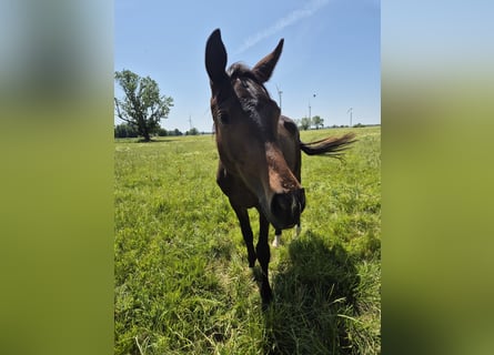 Trakehner, Wallach, 2 Jahre, 168 cm, Schwarzbrauner
