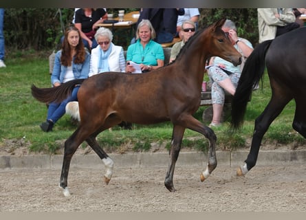 Trakehner, Wallach, 2 Jahre, 168 cm, Schwarzbrauner
