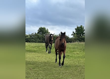 Trakehner, Wallach, 2 Jahre, 170 cm, Brauner