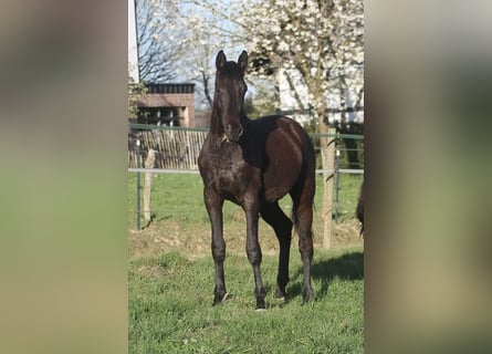 Trakehner, Wallach, 2 Jahre, 170 cm, Schwarzbrauner