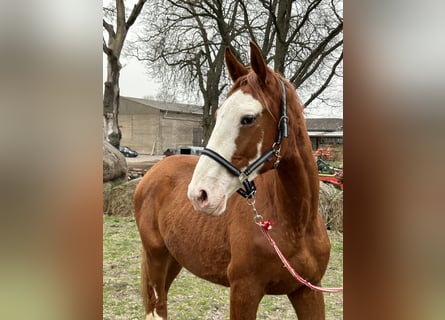 Trakehner, Wallach, 2 Jahre, 172 cm, Fuchs