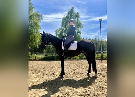 Trakehner, Wallach, 3 Jahre, 162 cm, Brauner